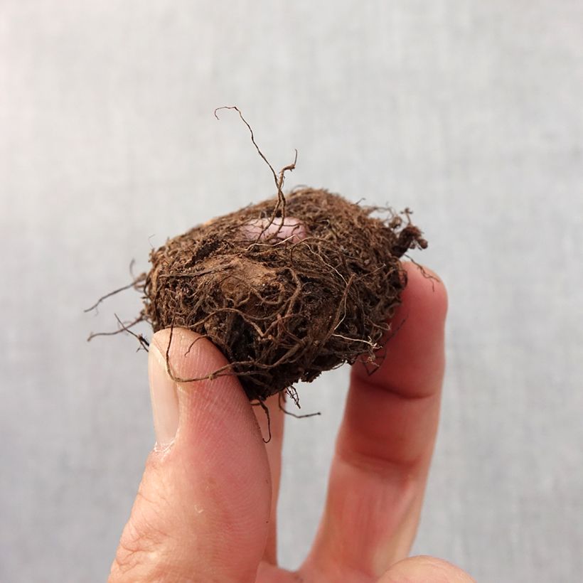 Exemplar von Begonie Fimbriata Pink - Begonia Zwiebel Kaliber/Größe 6+ wie im Frühjahr geliefert