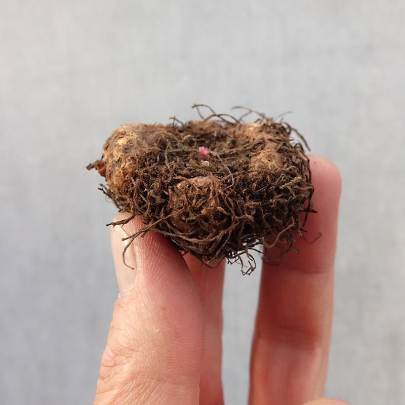 Exemplar von Begonie Fimbriata Samba Mix - Begonia Zwiebel Kaliber/Größe 4+ wie im Frühjahr geliefert