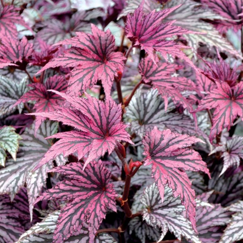 Begonie Garden Angel Blush - Begonia (Foliage)