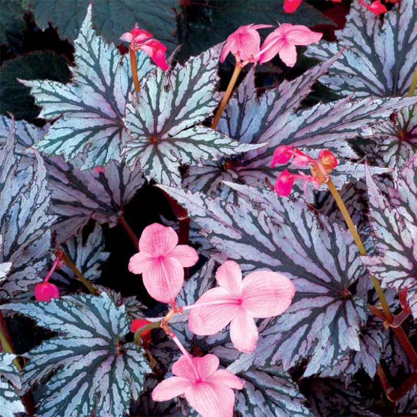 Begonie Garden Angel Blush - Begonia (Flowering)