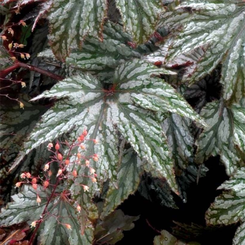 Begonie Garden Angel Silver - Begonia (Laub)