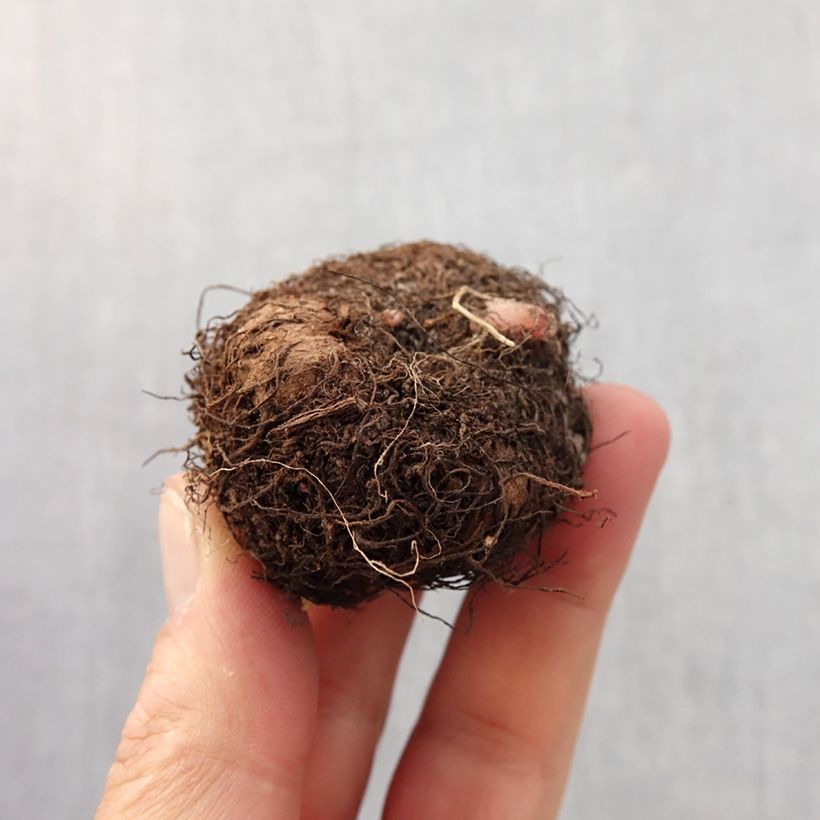 Exemplar von Begonie Blanc - Begonia grandiflora Zwiebel Kaliber/Größe 6+ wie im Frühjahr geliefert