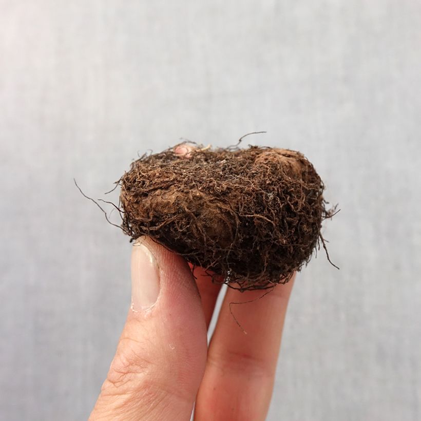 Exemplar von Begonie Jaune - Begonia grandiflora Zwiebel Kaliber/Größe 6+ wie im Frühjahr geliefert