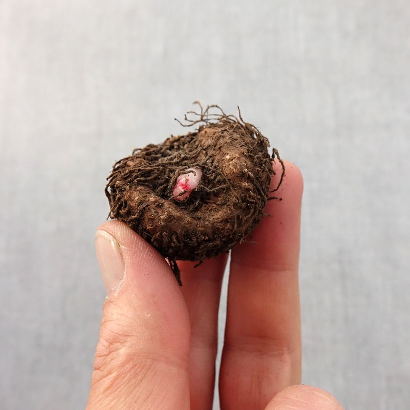 Exemplar von Begonie Picotee White Red - Begonia grandiflora Zwiebel size 5+ wie im Frühjahr geliefert