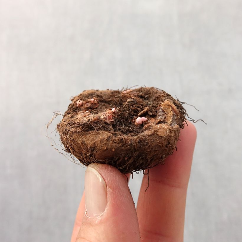 Exemplar von Begonie Red - Begonia grandiflora Zwiebel Kaliber/Größe 4+ wie im Frühjahr geliefert