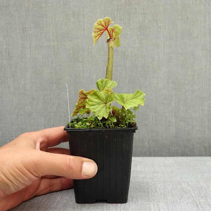 Exemplar von Begonia grandis subsp. evansiana var. alba - Begonie Kleine Töpfe von 8/9 cm wie im Frühjahr geliefert