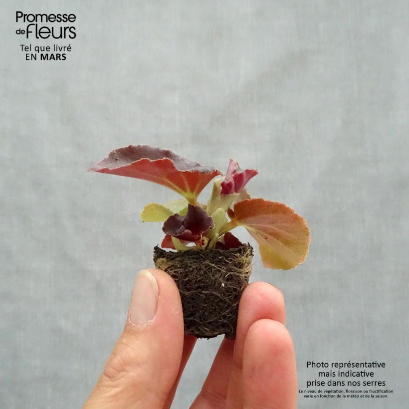 Example of Begonie Gumdrop Coco Rose - Begonia semperflorens Mini-Plug Ø 1,5/2,5 cm as you get in printemps