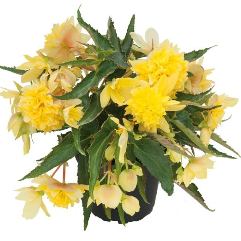 Begonie Belleconia Citrus - Begonia (Plant habit)