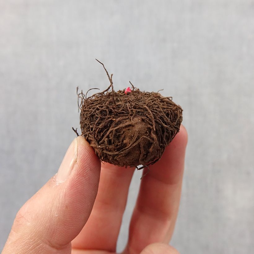 Exemplar von Begonie Bijou de Gand - Begonia multiflora Zwiebel Kaliber/Größe 2,5/5 wie im Frühjahr geliefert