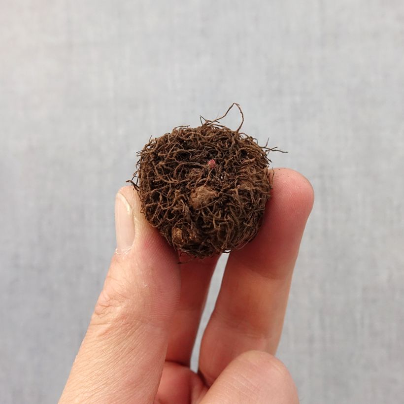 Exemplar von Begonie Helene Harms - Begonia multiflora Zwiebel Kaliber/Größe 2,5/5 wie im Frühjahr geliefert