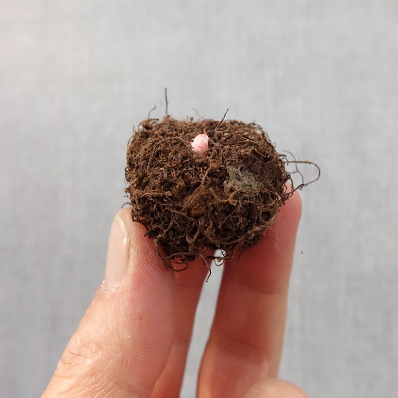 Exemplar von Begonie Non Stop Mix - Begonia multiflora Zwiebel Kaliber/Größe 4+ wie im Frühjahr geliefert