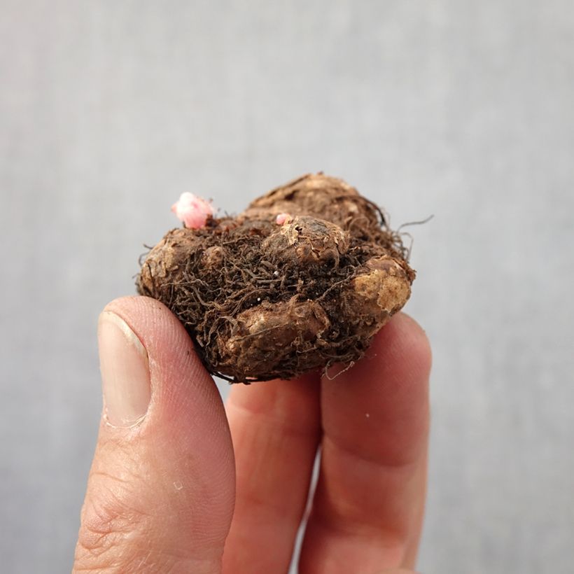 Example of Begonie Tuberhybrida Golden Balcony - Begonia pendula Zwiebel Kaliber/Größe 4+ as you get in printemps