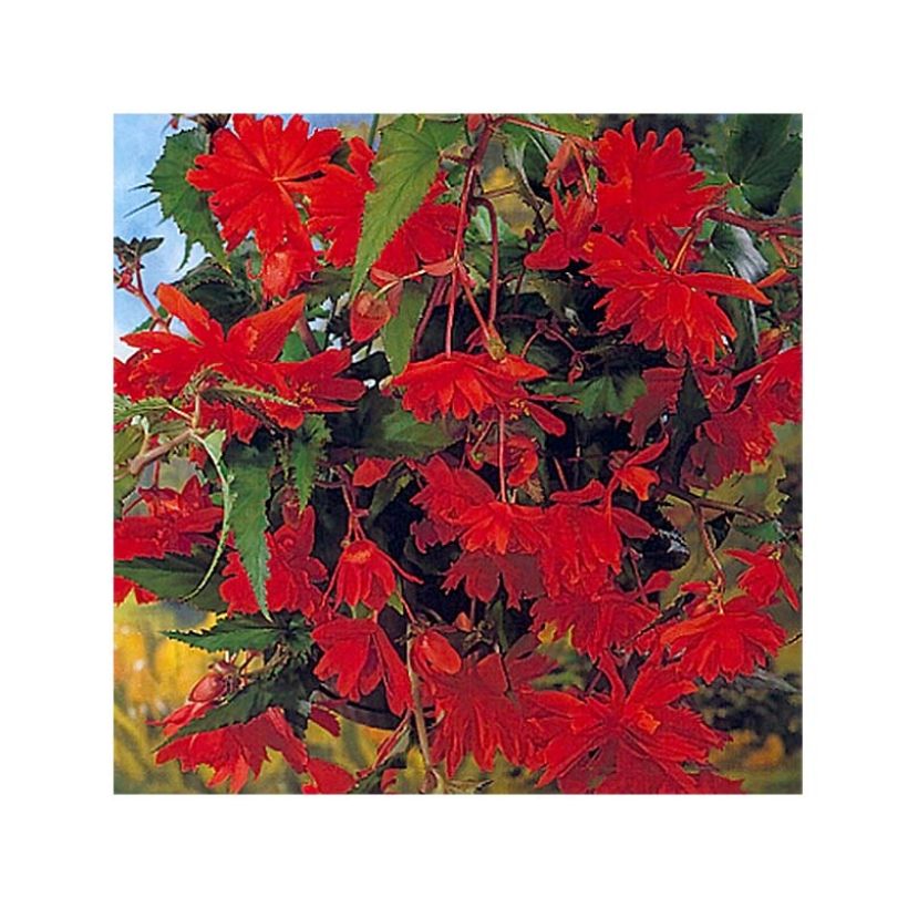 Begonie Orange - Begonia pendula (Flowering)