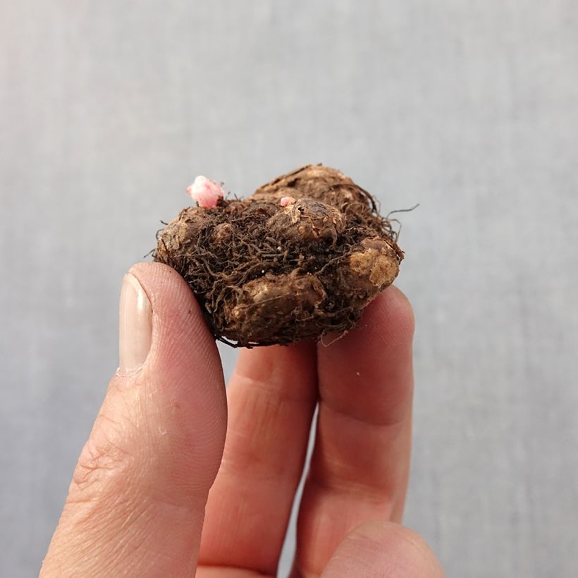 Exemplar von Begonie Tuberhybrida Pink Balcony - Begonia pendula Zwiebel Kaliber/Größe 5+ wie im Frühjahr geliefert