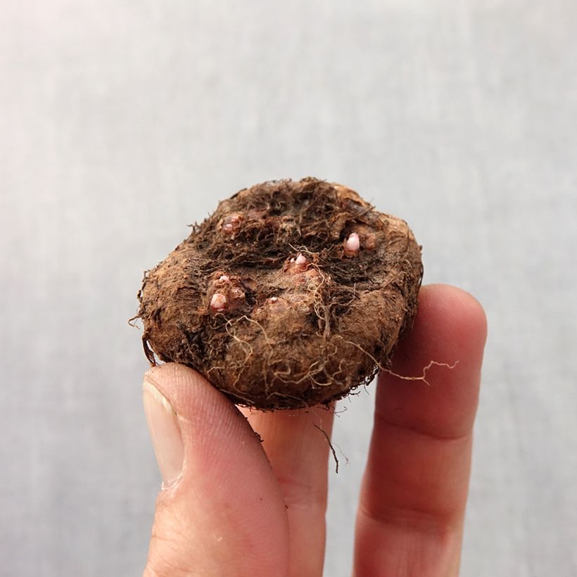 Exemplar von Begonie Red - Begonia pendula Zwiebel Kaliber/Größe 6+ wie im Frühjahr geliefert