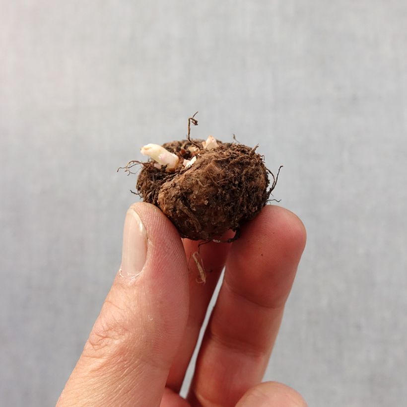 Exemplar von Begonie picotée Mix - Begonia tuberhybrida Zwiebel Kaliber/Größe 4+ wie im Frühjahr geliefert