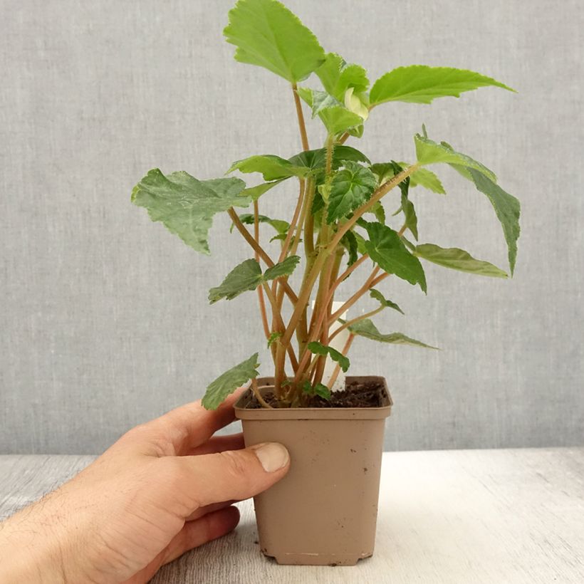 Exemplar von Begonie Begonia Chardonnay - Begonia Kleine Töpfe von 8/9 cm wie im Frühjahr geliefert