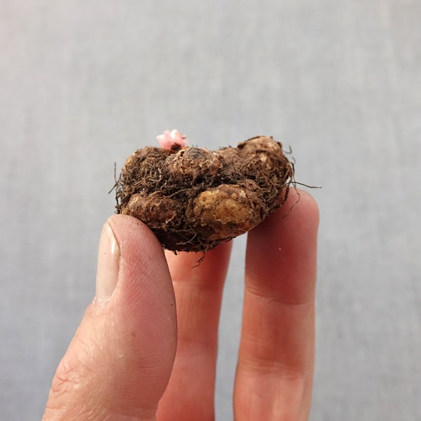 Exemplar von Begonie Mix - Begonia odorata Zwiebel Kaliber/Größe 4+ wie im Frühjahr geliefert