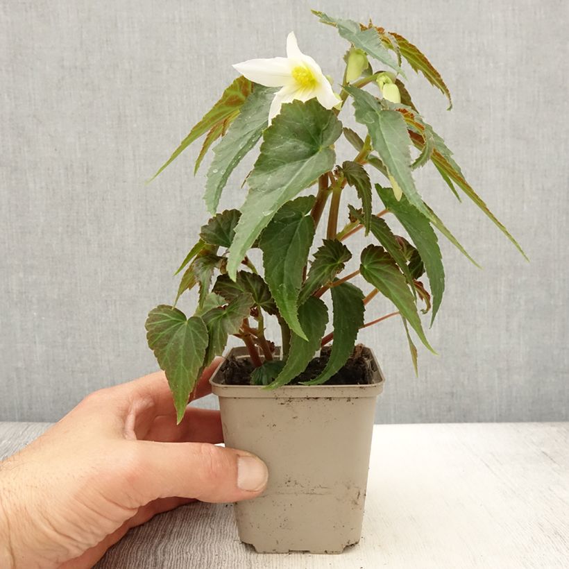 Exemplar von Begonie Summerwings Apricot Improved - Begonia boliviensis Kleine Töpfe von 8/9 cm wie im Frühjahr geliefert