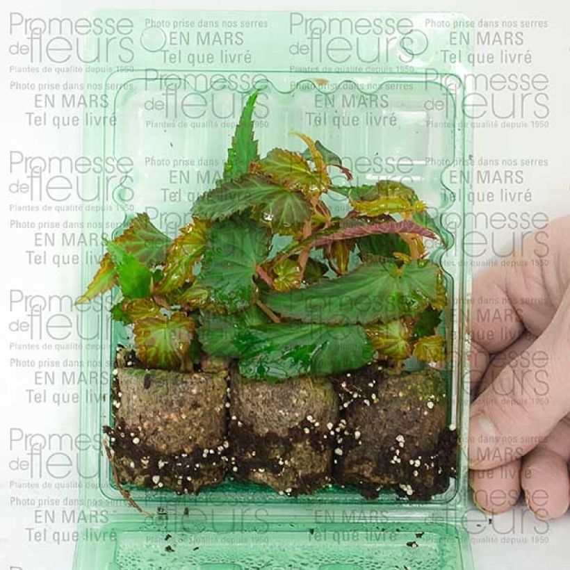 Beispiel eines Exemplars von Begonie Summerwings White - Begonia Mini-Plug Ø 3/4 cm wie geliefert