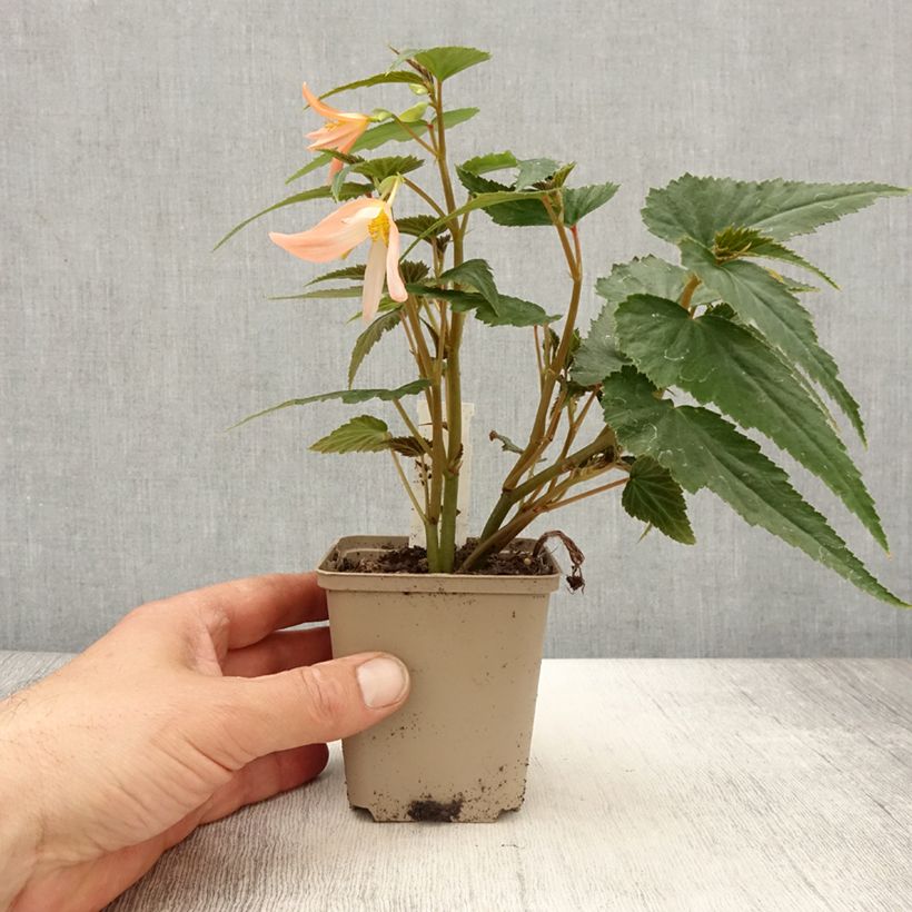 Exemplar von Begonie Summerwings White Elegance - Begonia Kleine Töpfe von 8/9 cm wie im Frühjahr geliefert