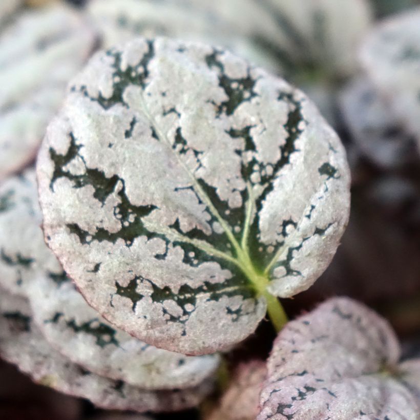 Begonia Rex Chayo - Blattbegonie (Laub)