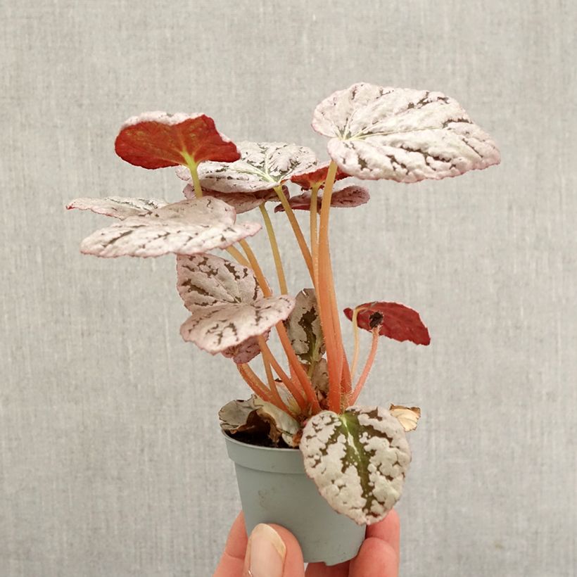 Exemplar von Begonia Rex Chayo - Blattbegonie Mini-Pflanze wie im Herbst geliefert