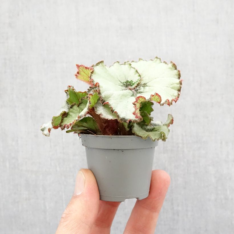 Example of Begonia Rex Escargot - Blattbegonie Mini-Pflanze as you get in printemps