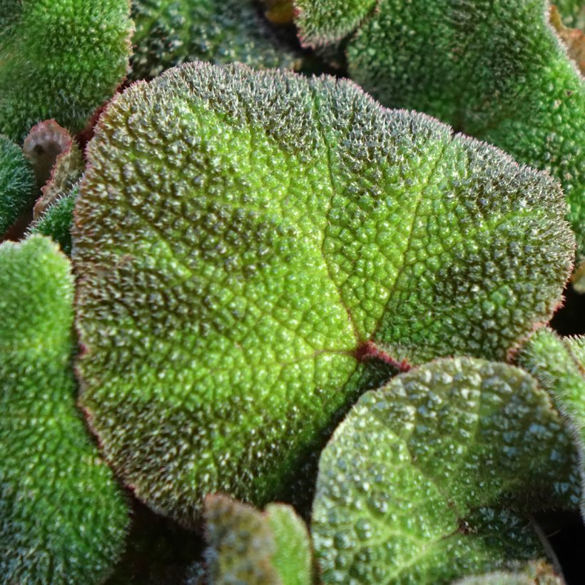 Begonia Rex Soli Mutata - KönigsBegonie (Laub)