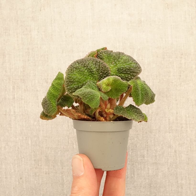 Exemplar von Begonia Rex Soli Mutata - KönigsBegonie Mini-Pflanze wie im Frühjahr geliefert