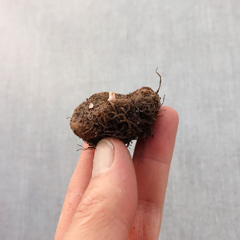 Exemplar von Begonie Switzerland - Begonia Zwiebel Kaliber/Größe 5+ wie im Frühjahr geliefert