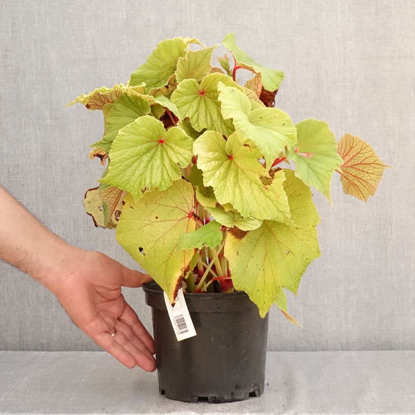 Exemplar von Begonie Torsa - Begonia grandis Topf mit 3L/4L wie im Sommer geliefert