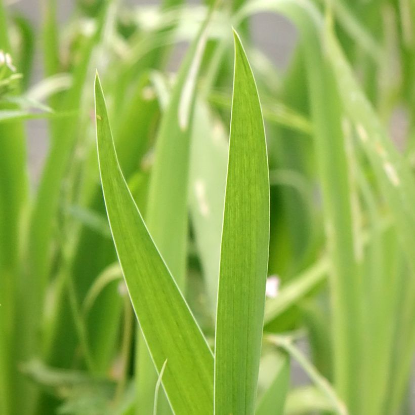 Belamcanda chinensis Hello Yellow - Leopardenblume (Laub)