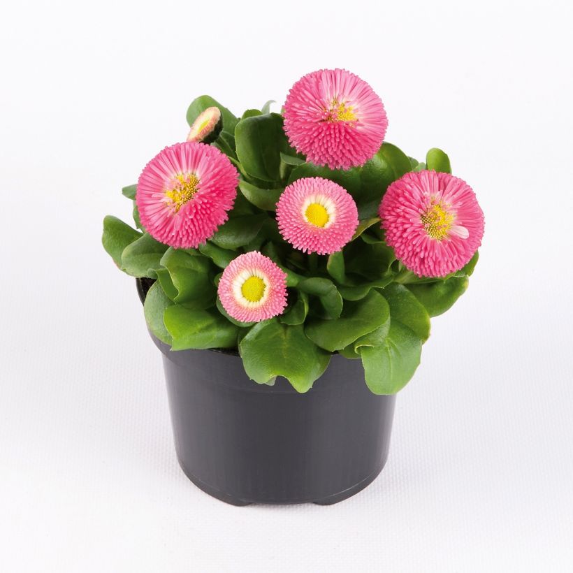 Bellis perennis Bellastar Compact Rose - Gänseblümchen (Wuchs)