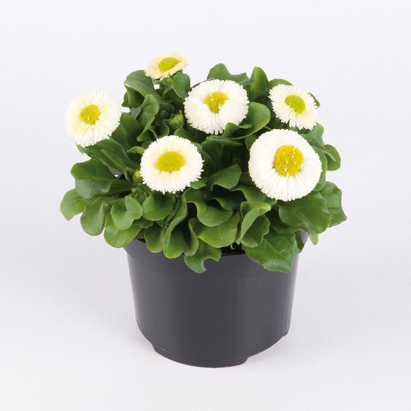 Bellis perennis Bellastar Compact White - Gänseblümchen (Wuchs)