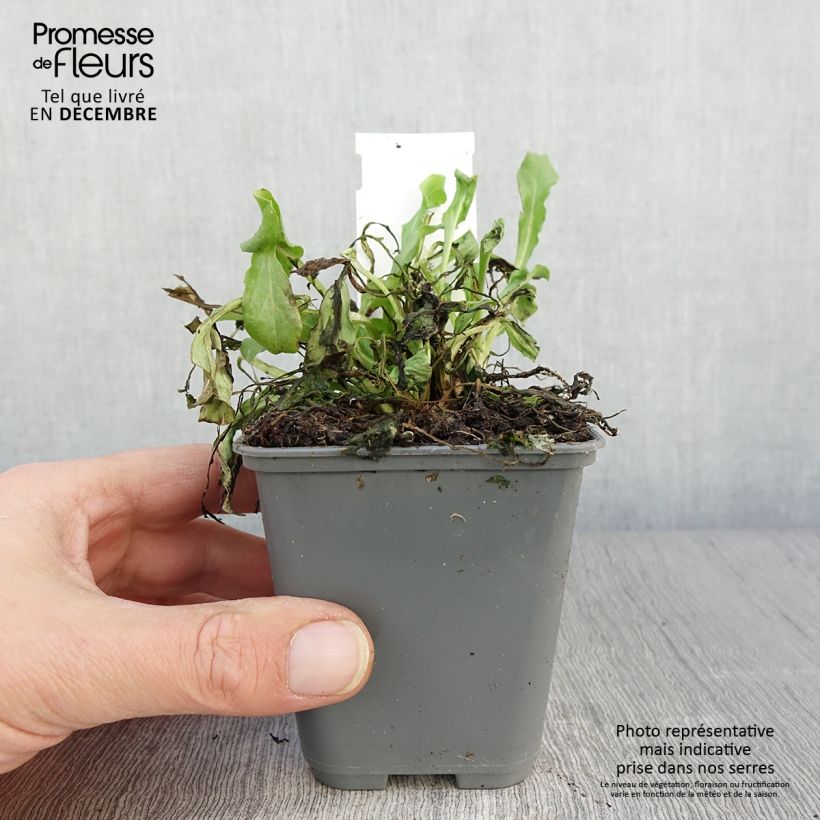 Exemplar von Bellis perennis Roze - Gänseblümchen Kleine Töpfe von 7/8 cm wie im Herbst geliefert