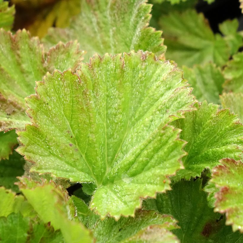 Geum rivale Coppertone - Bach-Nelkenwurz (Laub)
