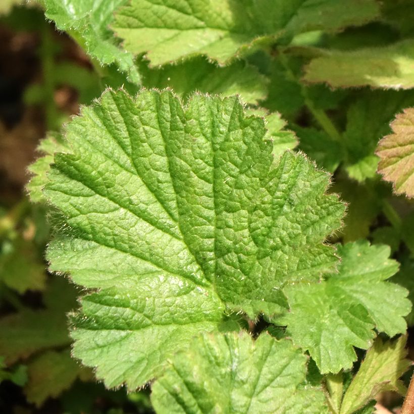 Geum chiloense Dolly North - Chilenische Nelkenwurz (Laub)