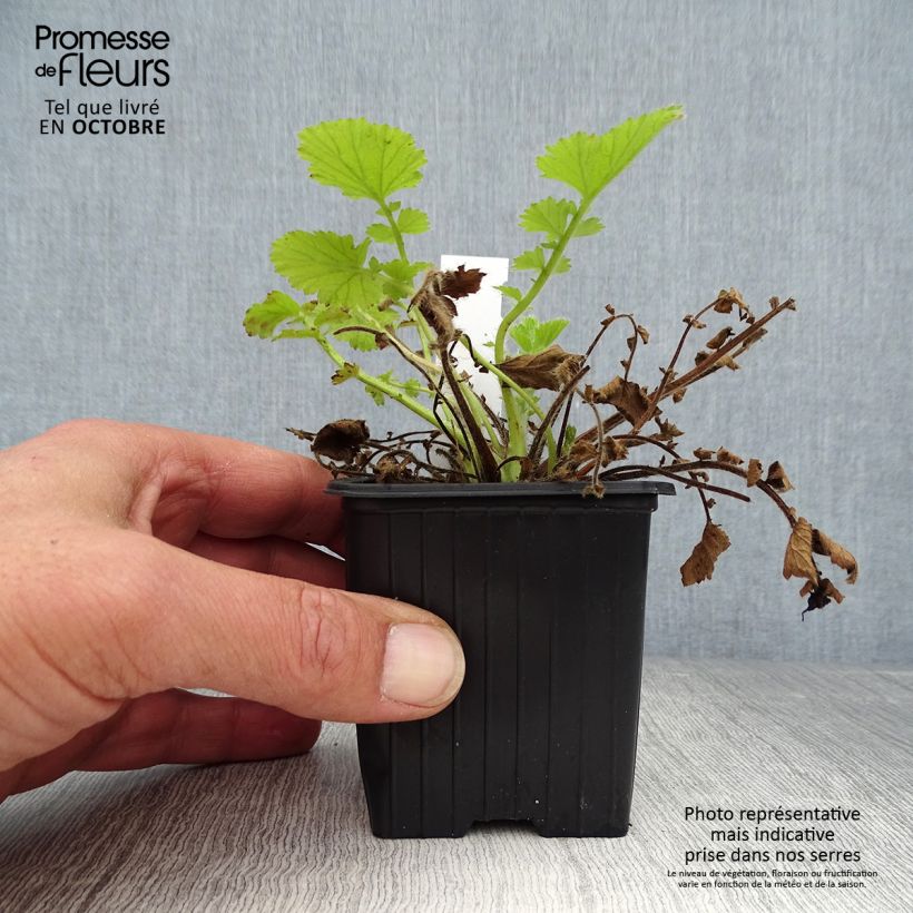 Exemplar von Geum Fire Storm - Nelkenwurz Kleine Töpfe von 8/9 cm wie im Herbst geliefert