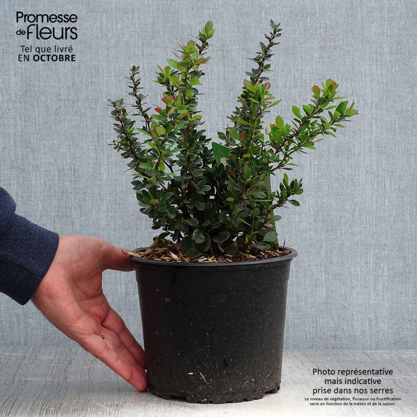 Exemplar von Berberis buxifolia Nana - Buchsblättrige Berberitze Topf mit 3L/4L wie im Herbst geliefert