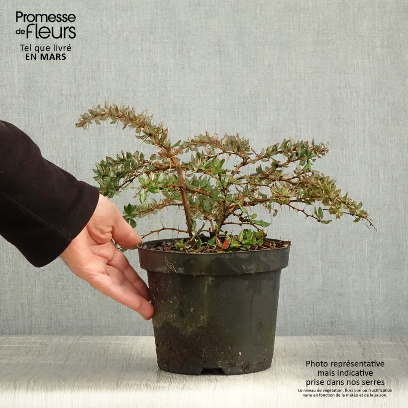 Example of Berberis darwinii - Darwins Berberitze Topf mit 2L/3L as you get in printemps