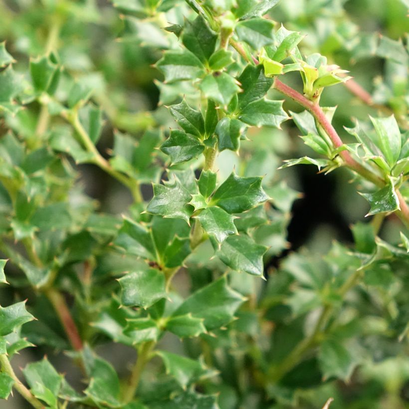 Berberis darwinii Compacta - Darwins Berberitze (Foliage)