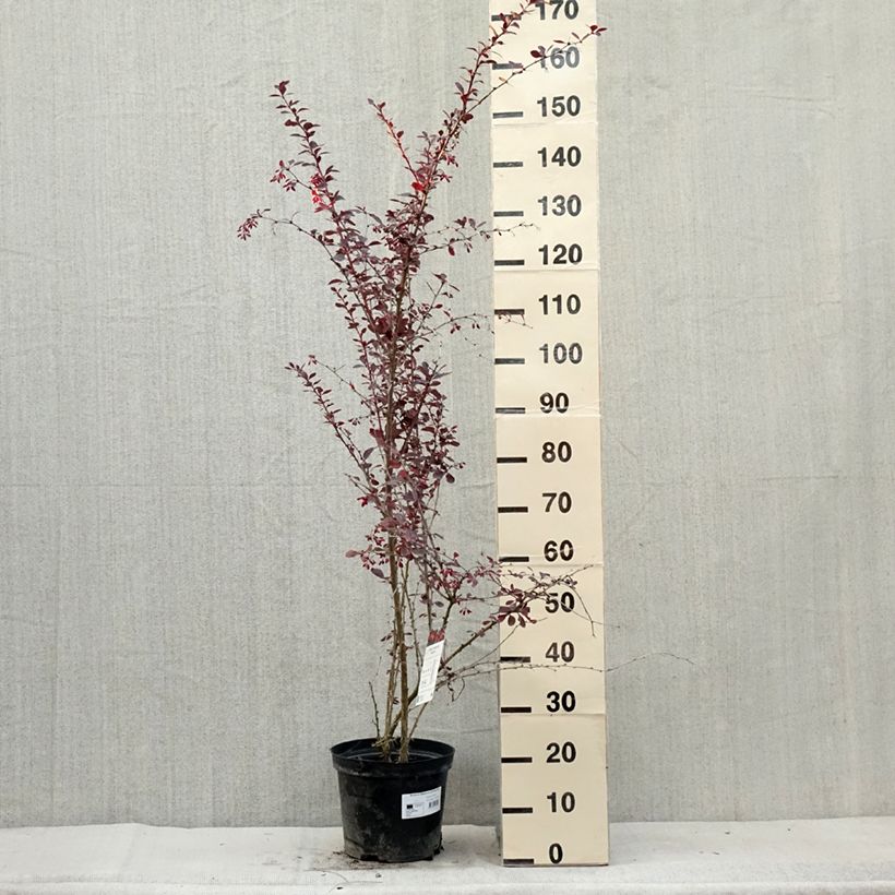 Exemplar von Berberis ottawensis Superba - Berberitze Topf mit 7,5L/10L wie im Sommer geliefert