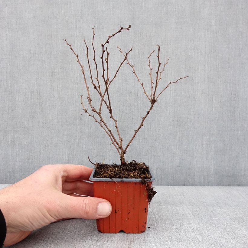 Exemplar von Berberis thunbergii Aurea - Epine-vinette Godet de 8/9 cm wie im Winter geliefert
