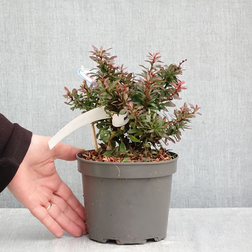 Exemplar von Berberis thunbergii Bagatelle Topf mit 2L/3L wie im Herbst geliefert
