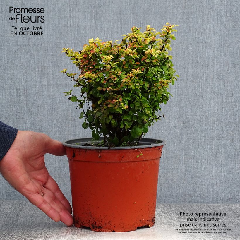 Exemplar von Berberis thunbergii Bonanza Gold Topf mit 2L/3L wie im Herbst geliefert