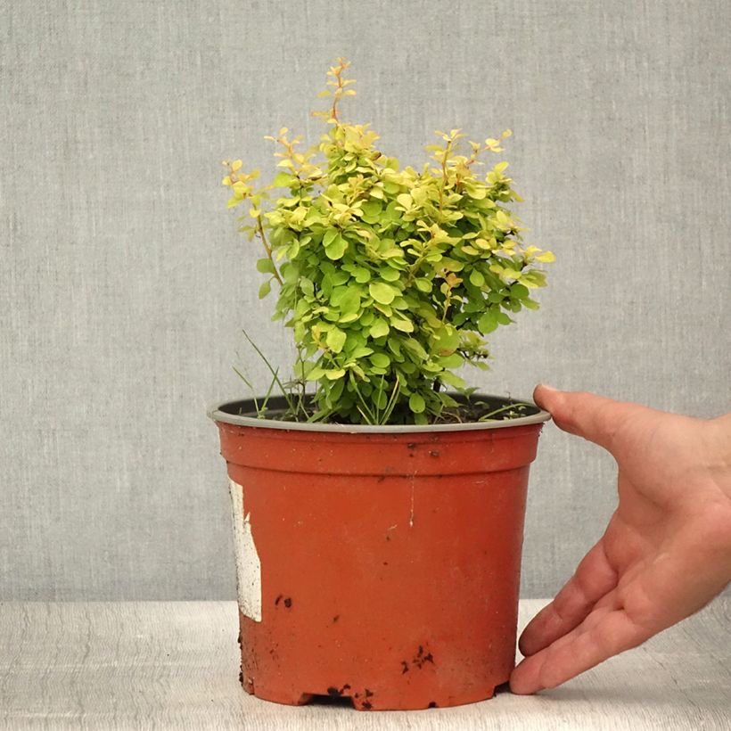 Exemplar von Berberis thunbergii Bonanza Gold Topf mit 2L/3L wie im Sommer geliefert
