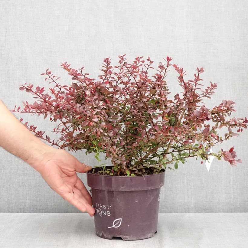 Exemplar von Berberis thunbergii Cabernet® FIRST EDITIONS® - Thunberg-Berberitze Topf mit 3L/4L wie im Sommer geliefert