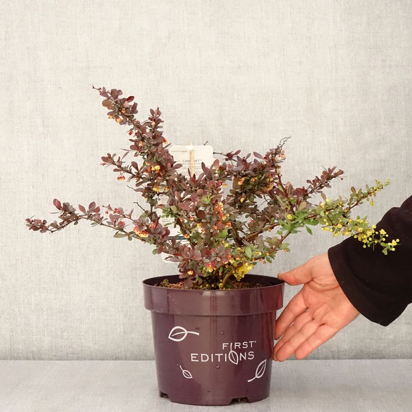 Exemplar von Berberis thunbergii Cabernet® FIRST EDITIONS® - Thunberg-Berberitze Topf mit 3L/4L wie im Frühjahr geliefert