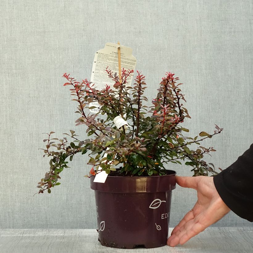 Exemplar von Berberis thunbergii Cabernet - Epine-vinette Pot de 3L/4L wie im Herbst geliefert